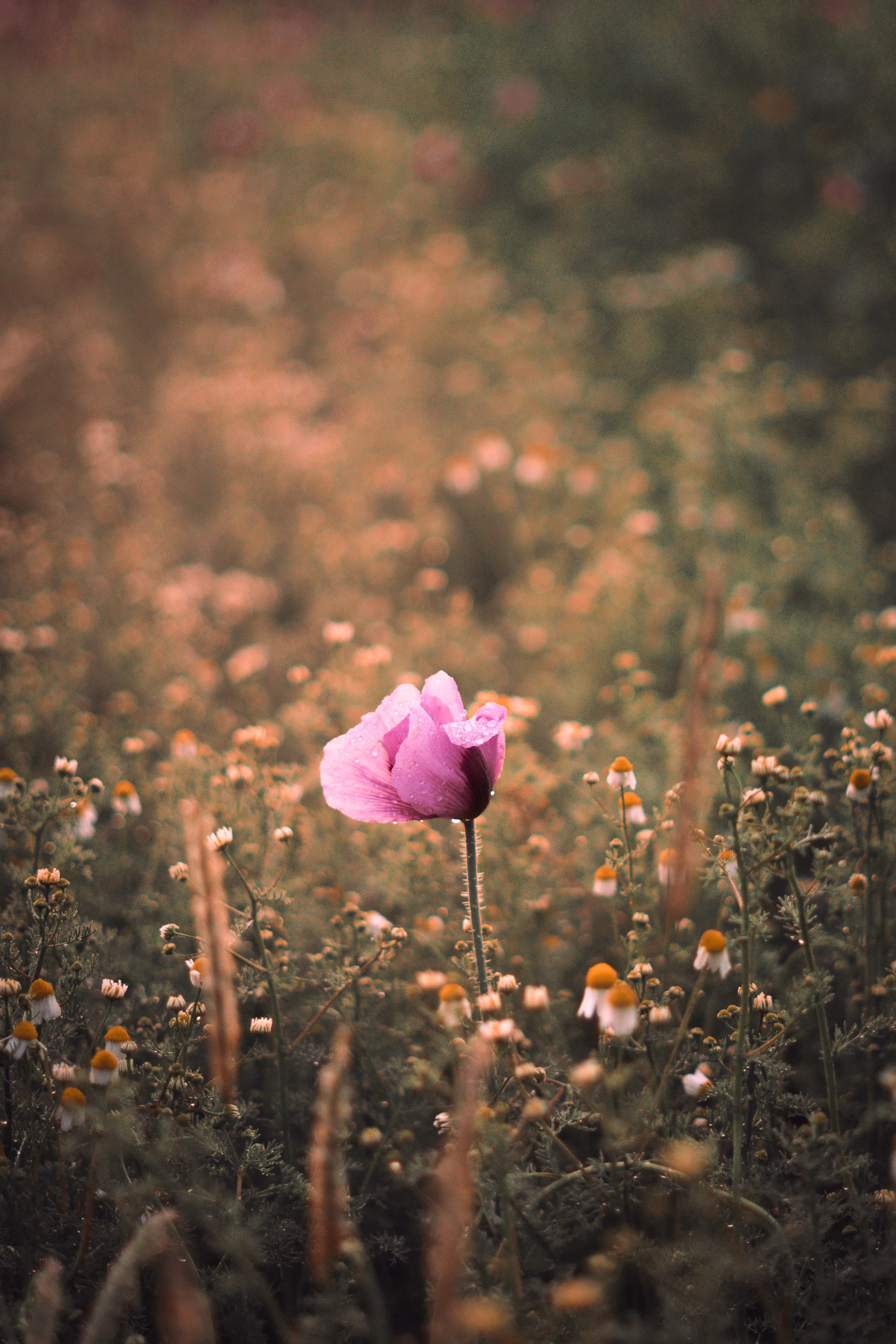 Zwischen Licht & Natur – Galeriebild 5